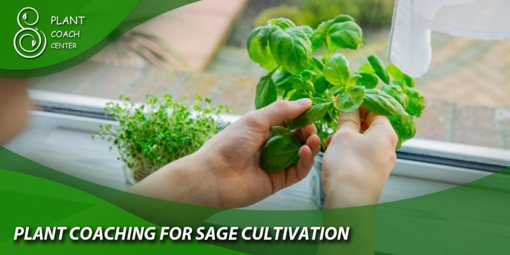Plant Coaching for Sage Cultivation