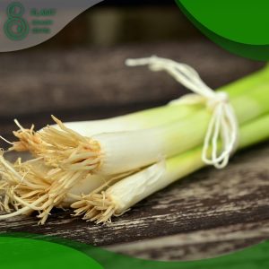 When to Plant Scallions