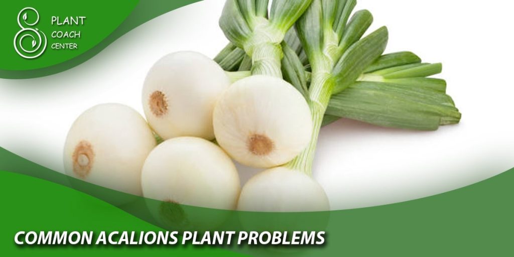 Common Scallion Plant Problems and Solutions