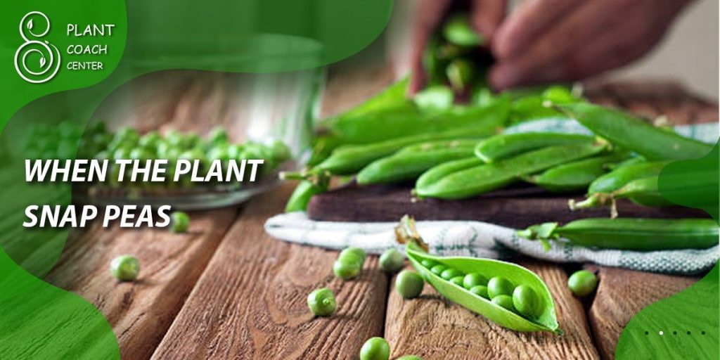 When to Plant Snap Peas