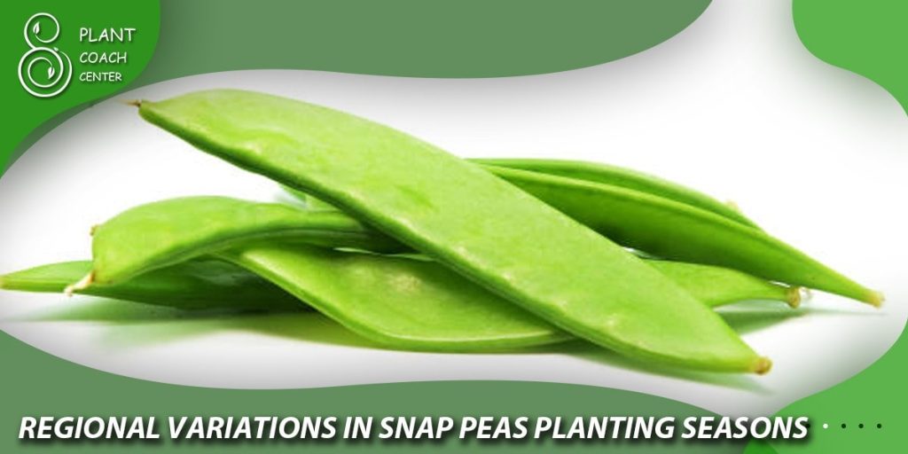 Regional Variations in Snap Pea Planting Seasons