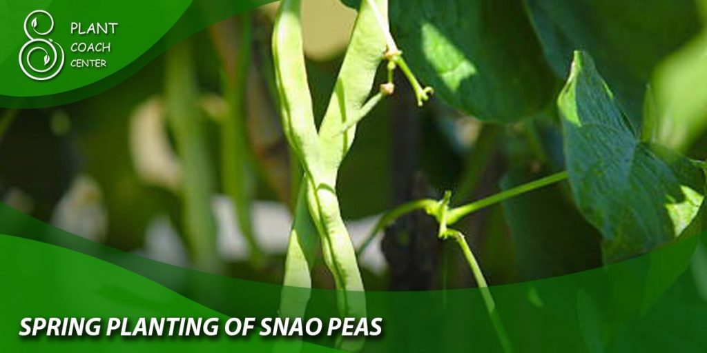Spring Planting of Snap Peas