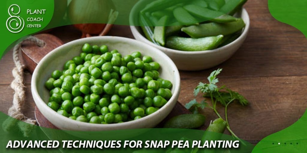 Advanced Techniques for Snap Pea Planting