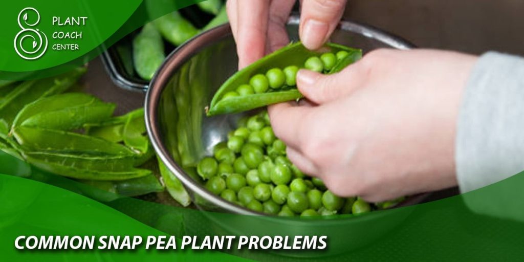 common snap pea plant problems