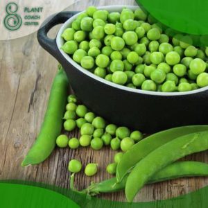 When to Plant Snow Peas in Melbourne
