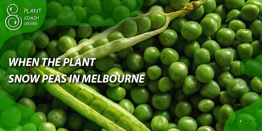 When to Plant Snow Peas in Melbourne