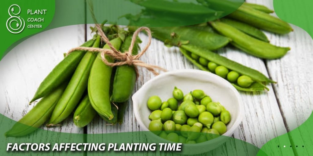 Factors Affecting Snow Pea Planting Time in Melbourne