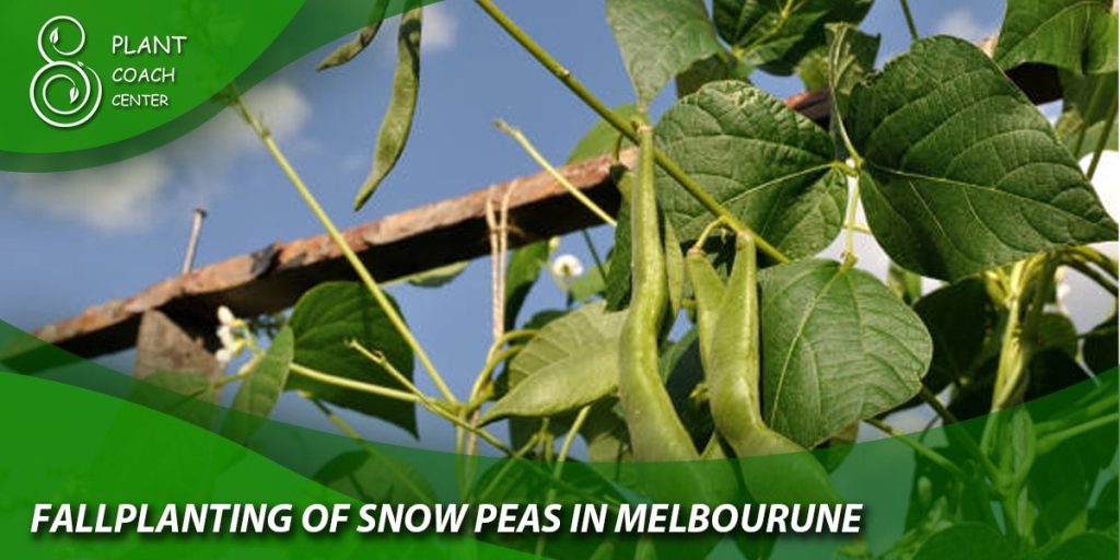 Fall Planting of Snow Peas in Melbourne