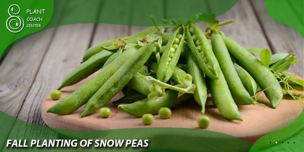 Fall Planting of Snow Peas