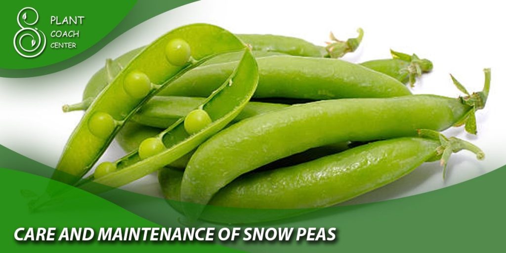 Care and Maintenance of Snow Peas