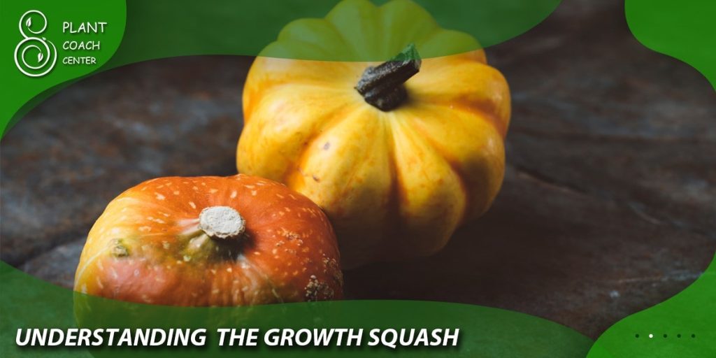 Understanding the Growth Squash