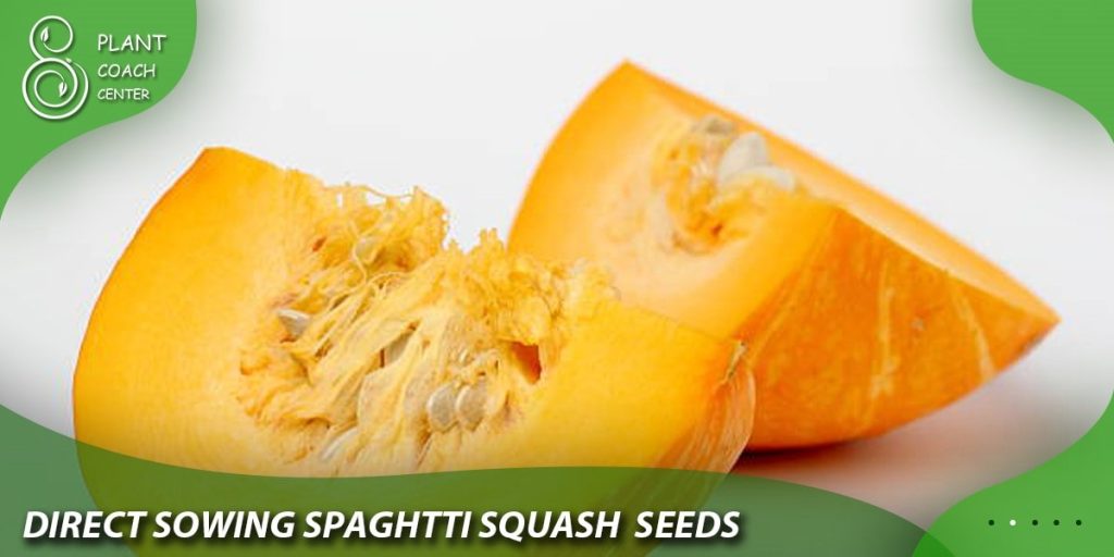 Direct Sowing Spaghetti Squash Seeds in the Garden