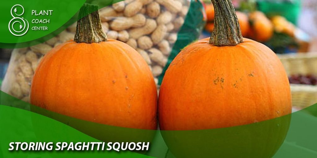 storing spaghetti squash