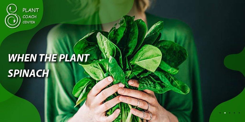 When to Plant Spinach