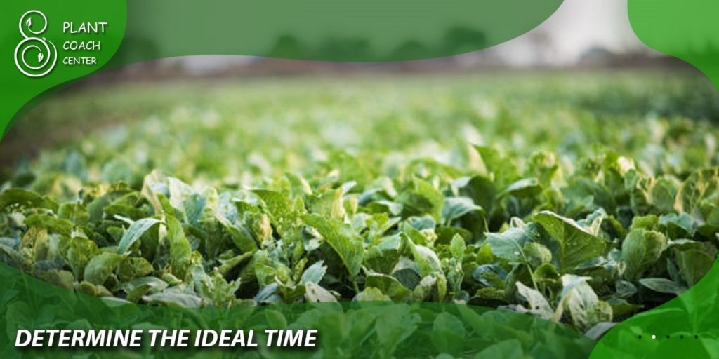  Determining the Ideal Planting Time