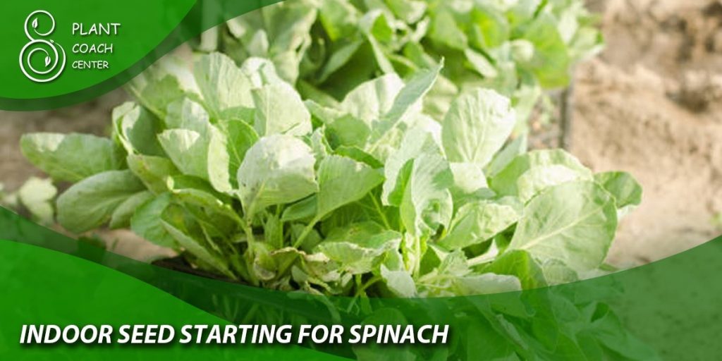 Indoor Seed Starting for Spinach