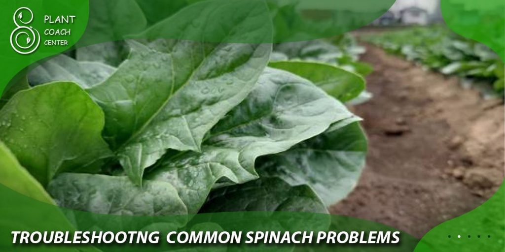 Troubleshooting Common Spinach Problems