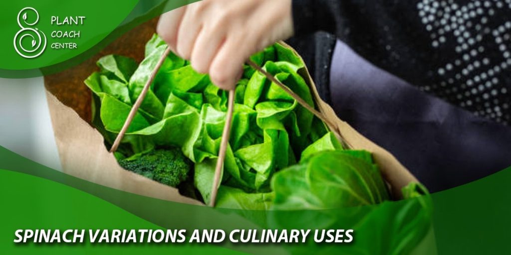 Spinach Variations and Culinary Uses