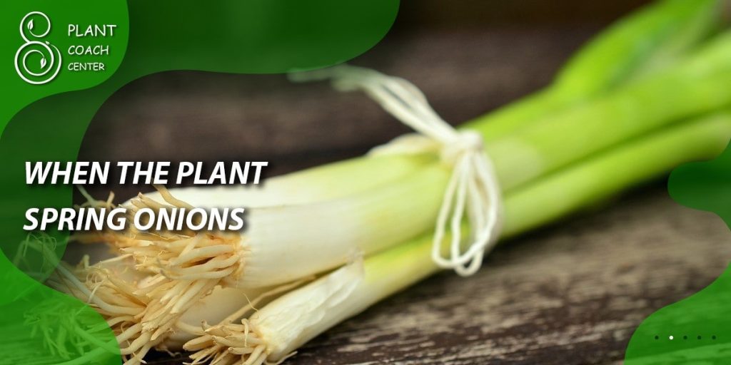 When to Plant Spring Onions