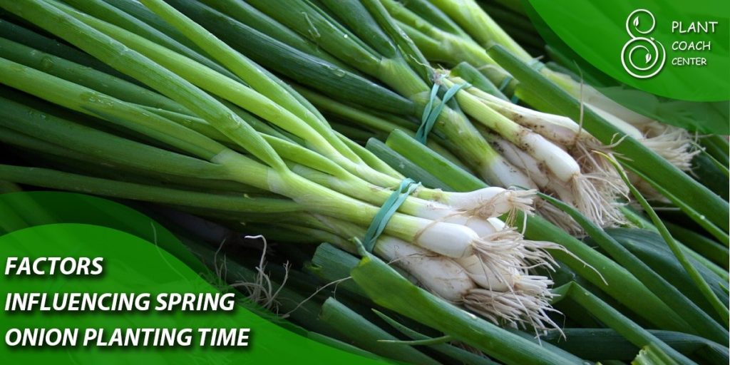 Factors Influencing Spring Onion Planting Time