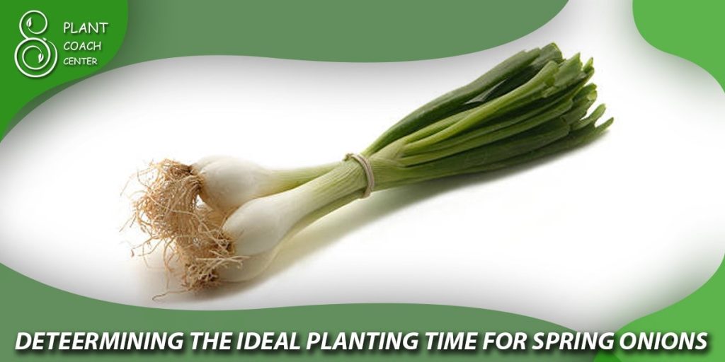 Determining the Ideal Planting Time for Spring Onions