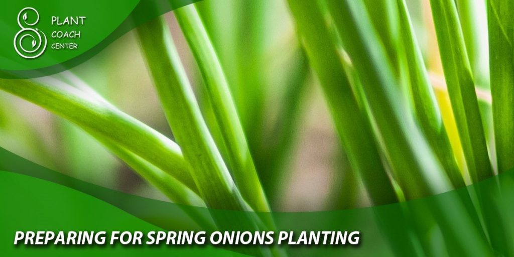 Preparing for Spring Onion Planting