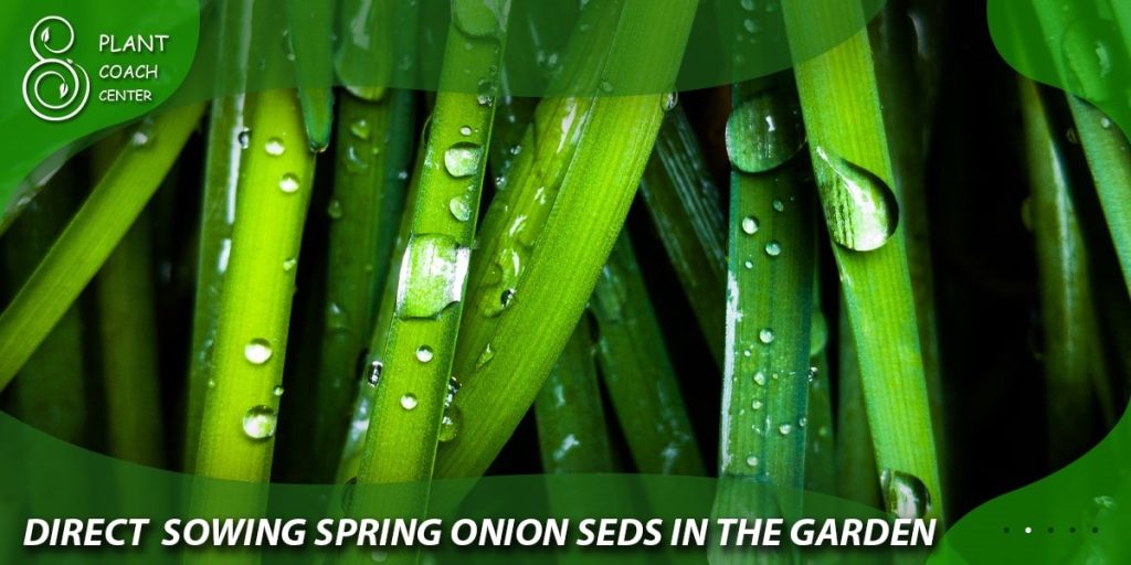 Direct Sowing Spring Onion Seeds in the Garden