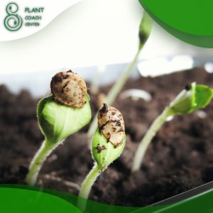 When to Plant Sprouts