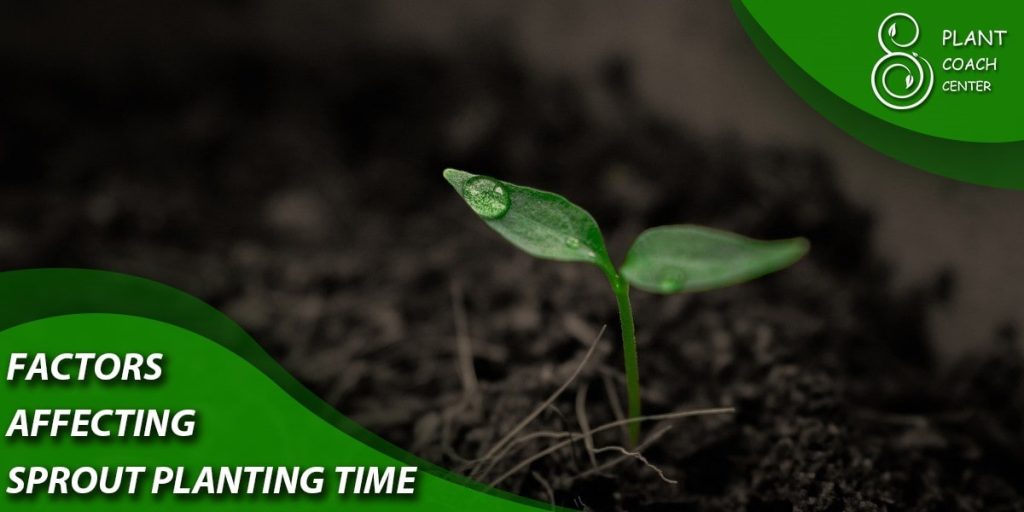 Factors Affecting Sprout Planting Time