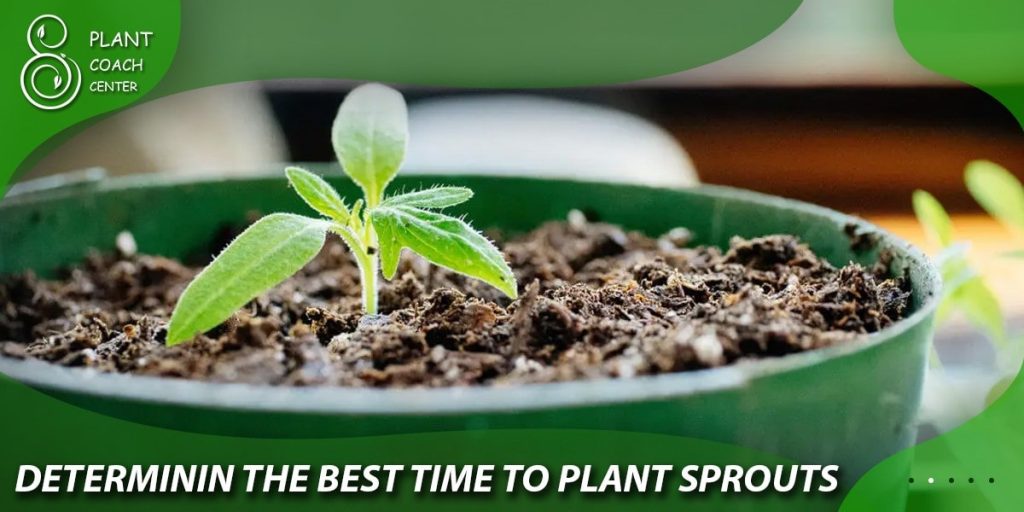 Determining the Best Time to Plant Sprouts