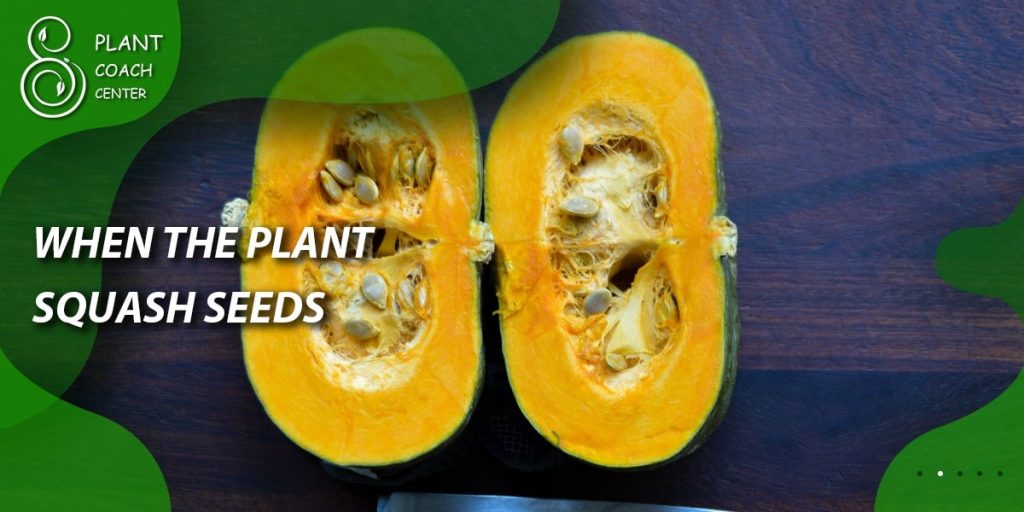 When to Plant Squash Seeds