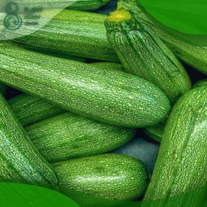 When to Plant Summer Squash