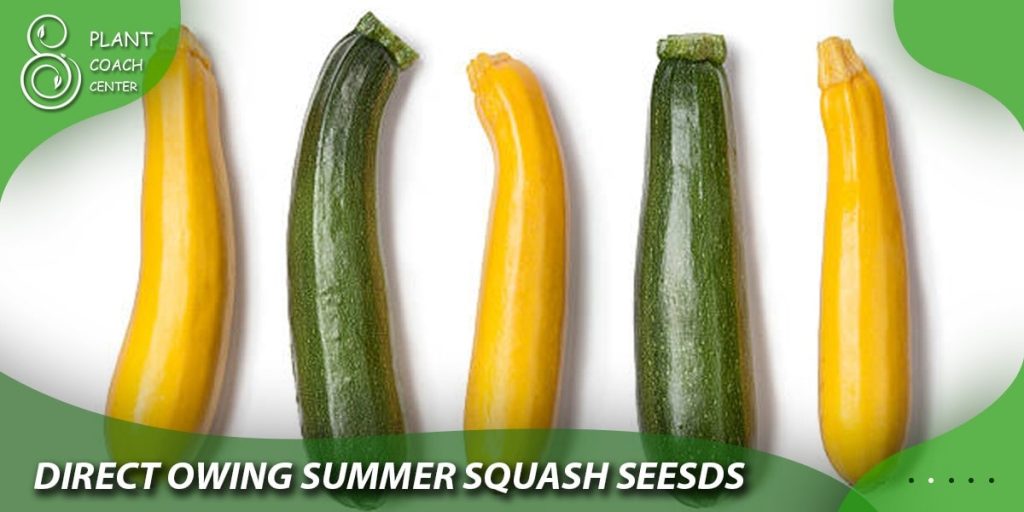 Direct Sowing Summer Squash Seeds