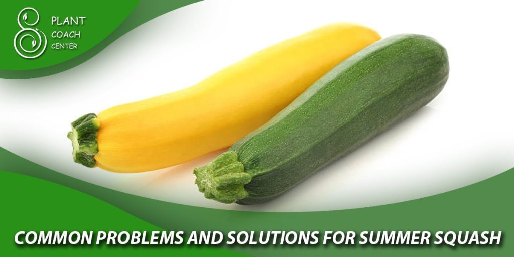 Common Problems and Solutions for Summer Squash