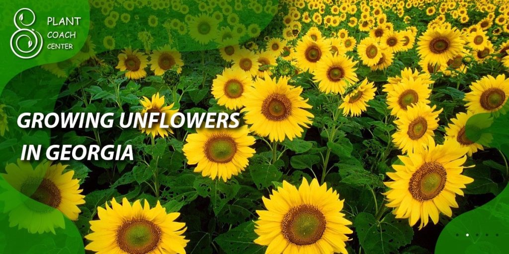 Growing Sunflowers in Georgia
