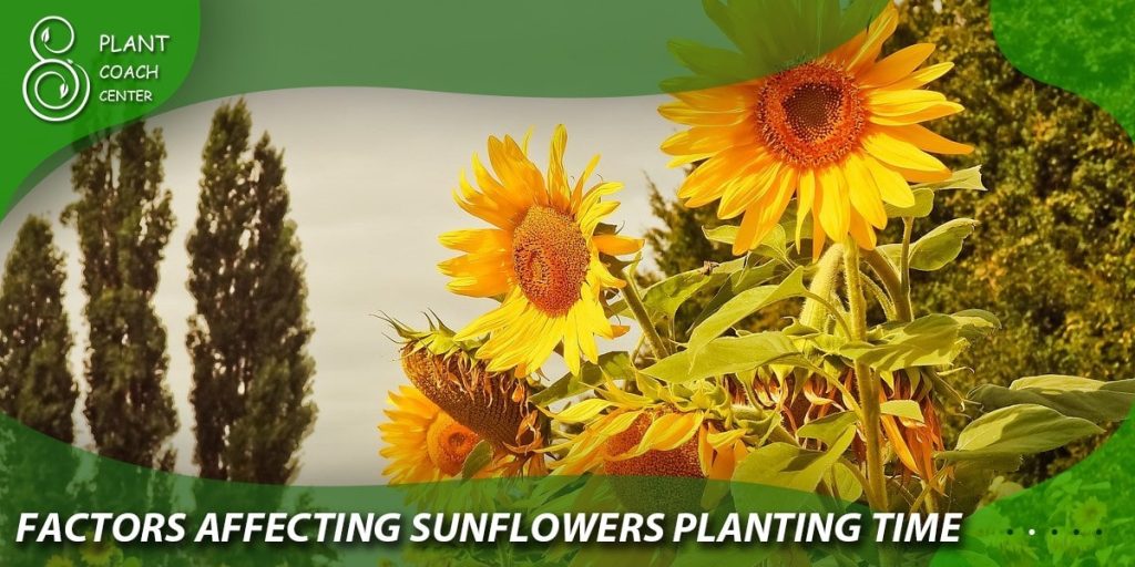 Factors Affecting Sunflower Planting Time