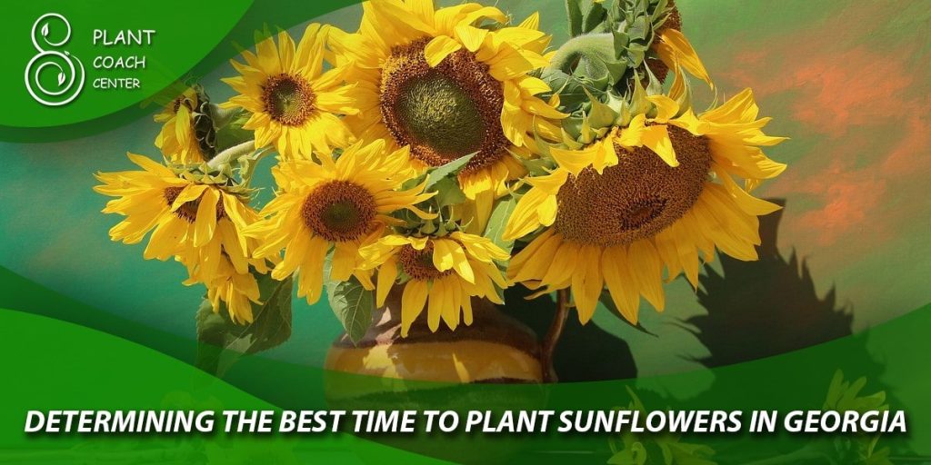 Determining the Best Time to Plant Sunflowers in Georgia