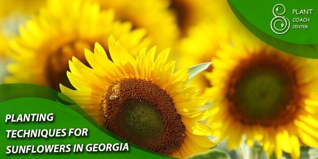 Planting Techniques for Sunflowers in Georgia