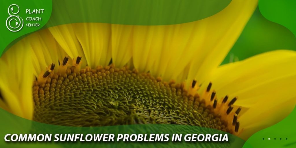 Common Sunflower Problems in Georgia