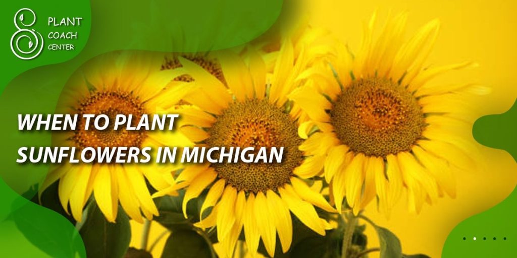 When to Plant Sunflowers in Michigan