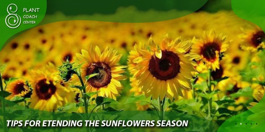 Tips for Extending the Sunflower Season
