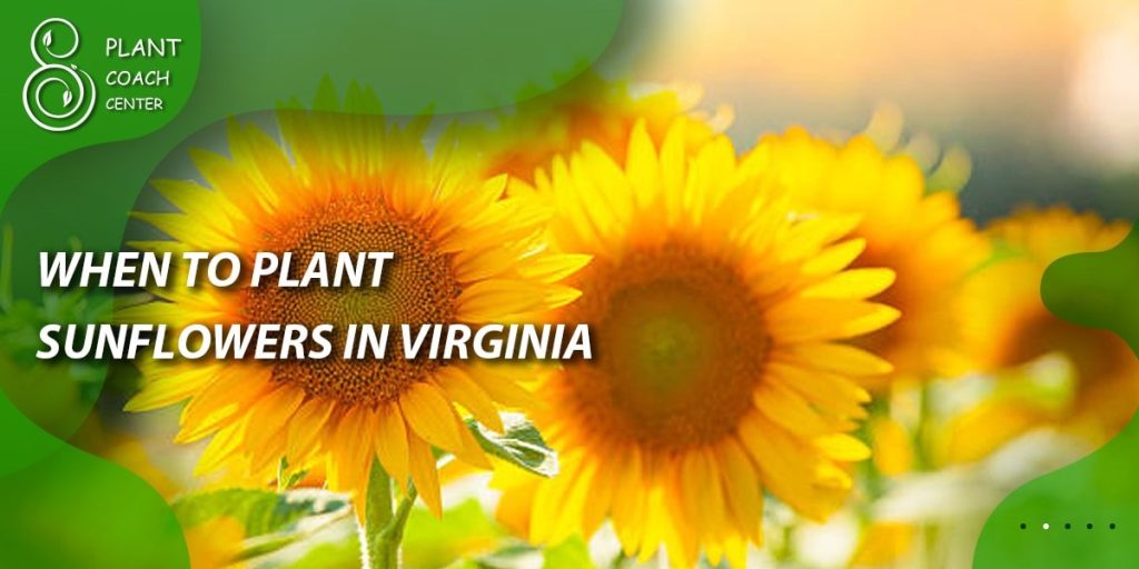 When to Plant Sunflowers in Virginia