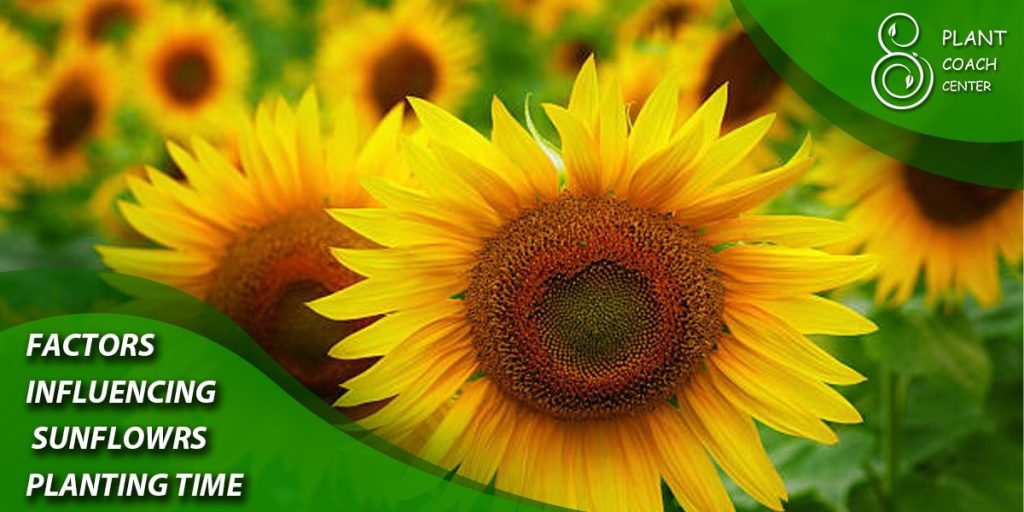 Factors Influencing Sunflower Planting Time