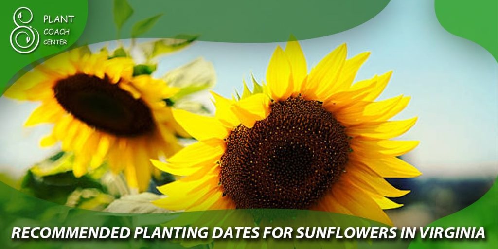 Recommended Planting Dates for Sunflowers in Virginia