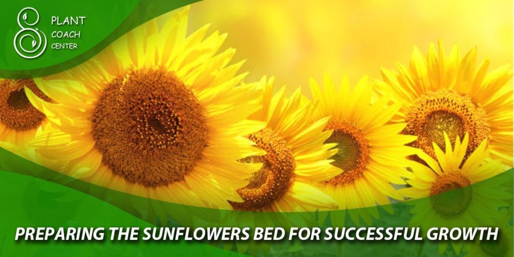  Preparing the Sunflower Bed for Successful Growth