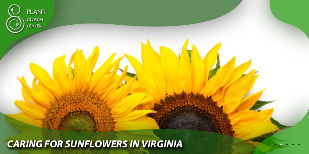 Caring for Sunflowers in Virginia