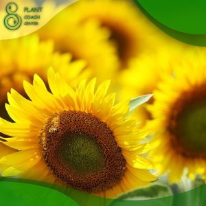 When to Plant Sunflowers Outside