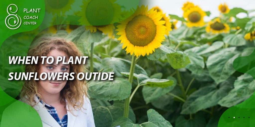 When to Plant Sunflowers Outside