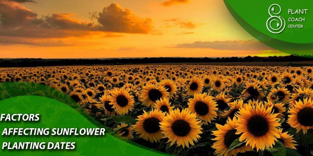  Factors Affecting Sunflower Planting Dates