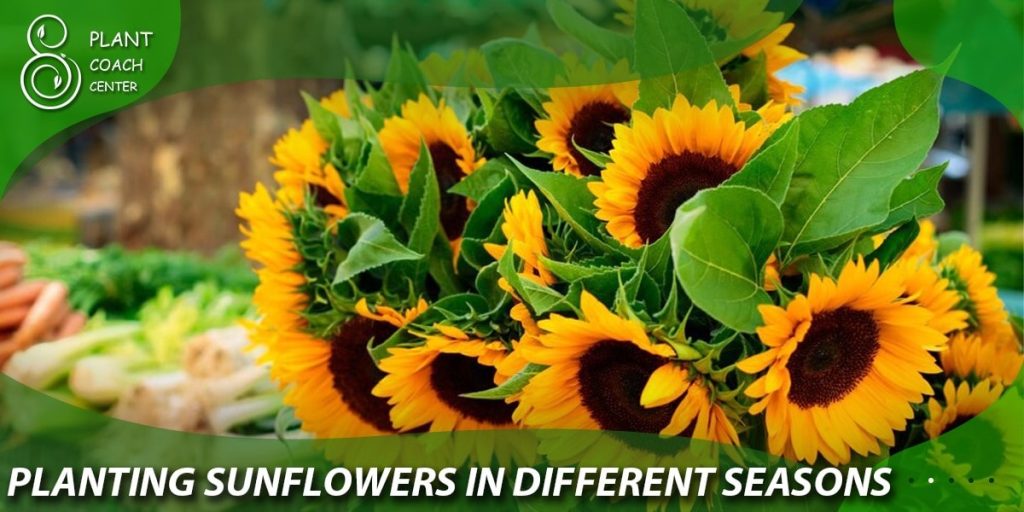 Planting Sunflowers in Different Seasons